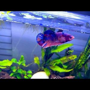 Meet your Posher, Vanevi